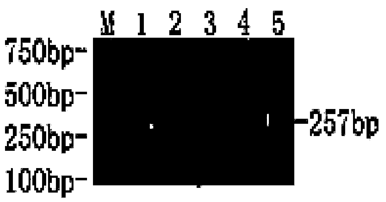 A multiplex PCR kit for the simultaneous detection of six viruses in sheep and goats