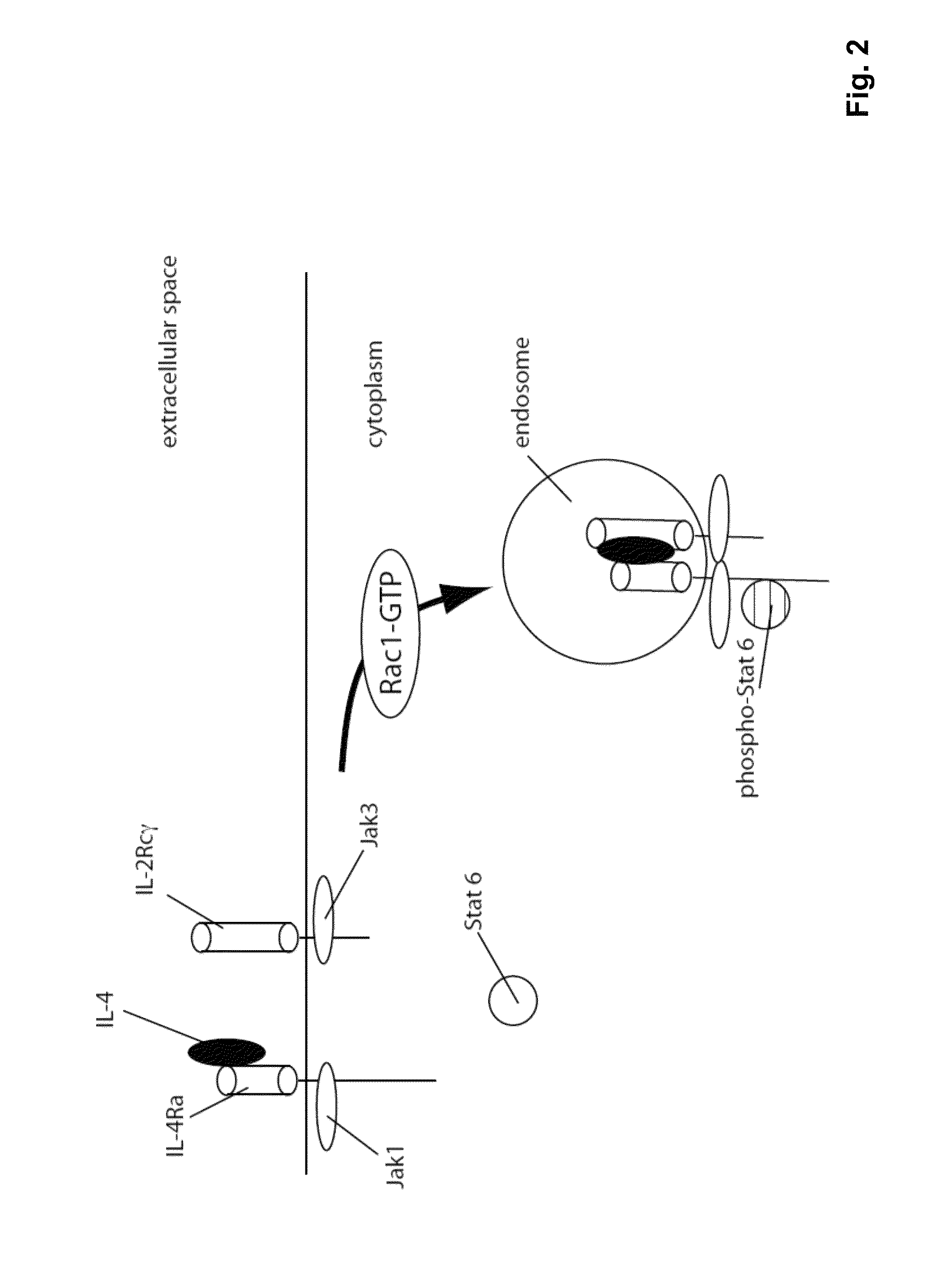 Methods and compositions for reducing interleukin-4 or interleukin-13 signaling