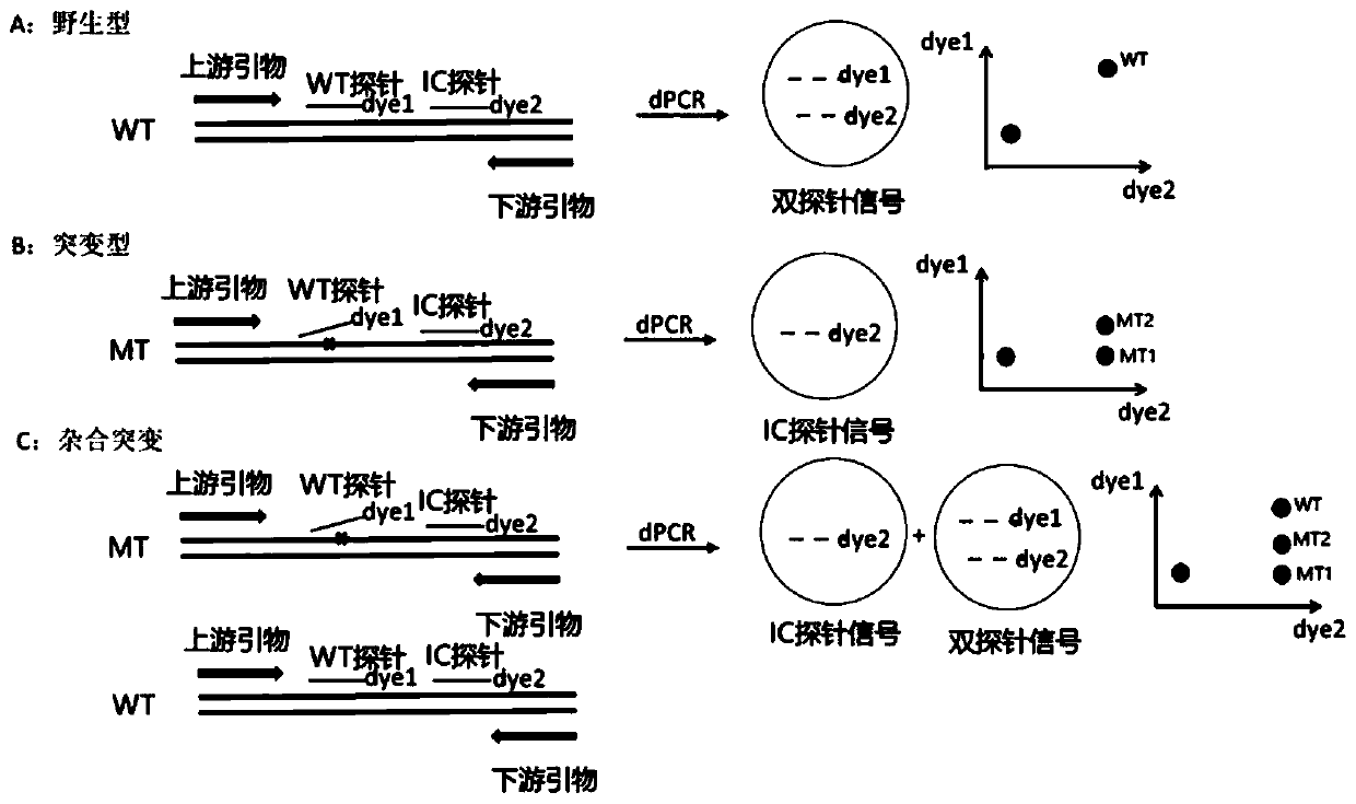 Digital PCR detection kit and digital PCR detection method for mutation detection of gene mutation high-incidence region