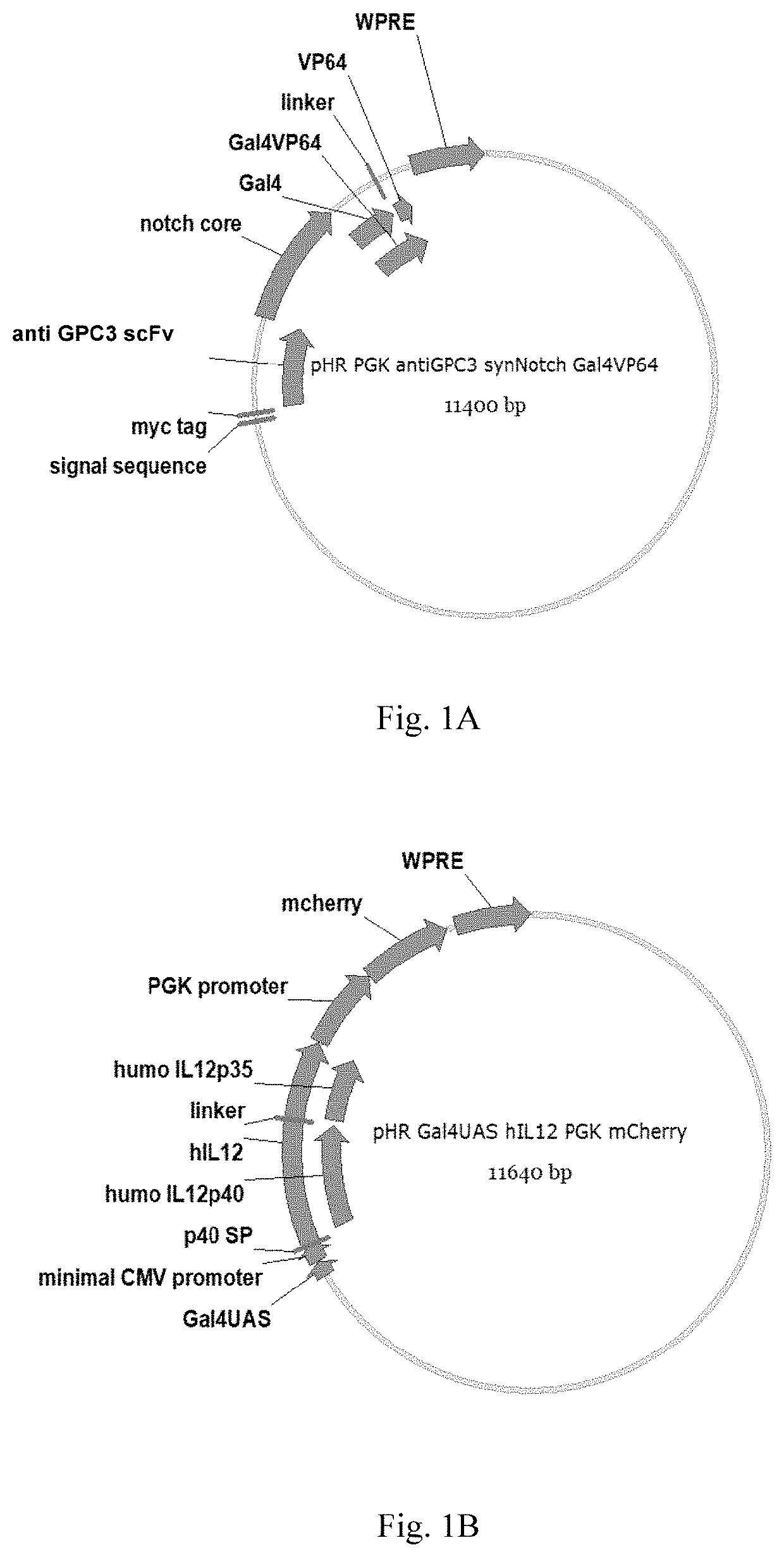 Synnotch receptor-regulated expression of il12