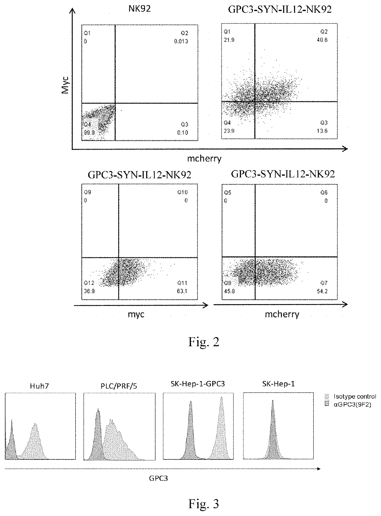 Synnotch receptor-regulated expression of il12