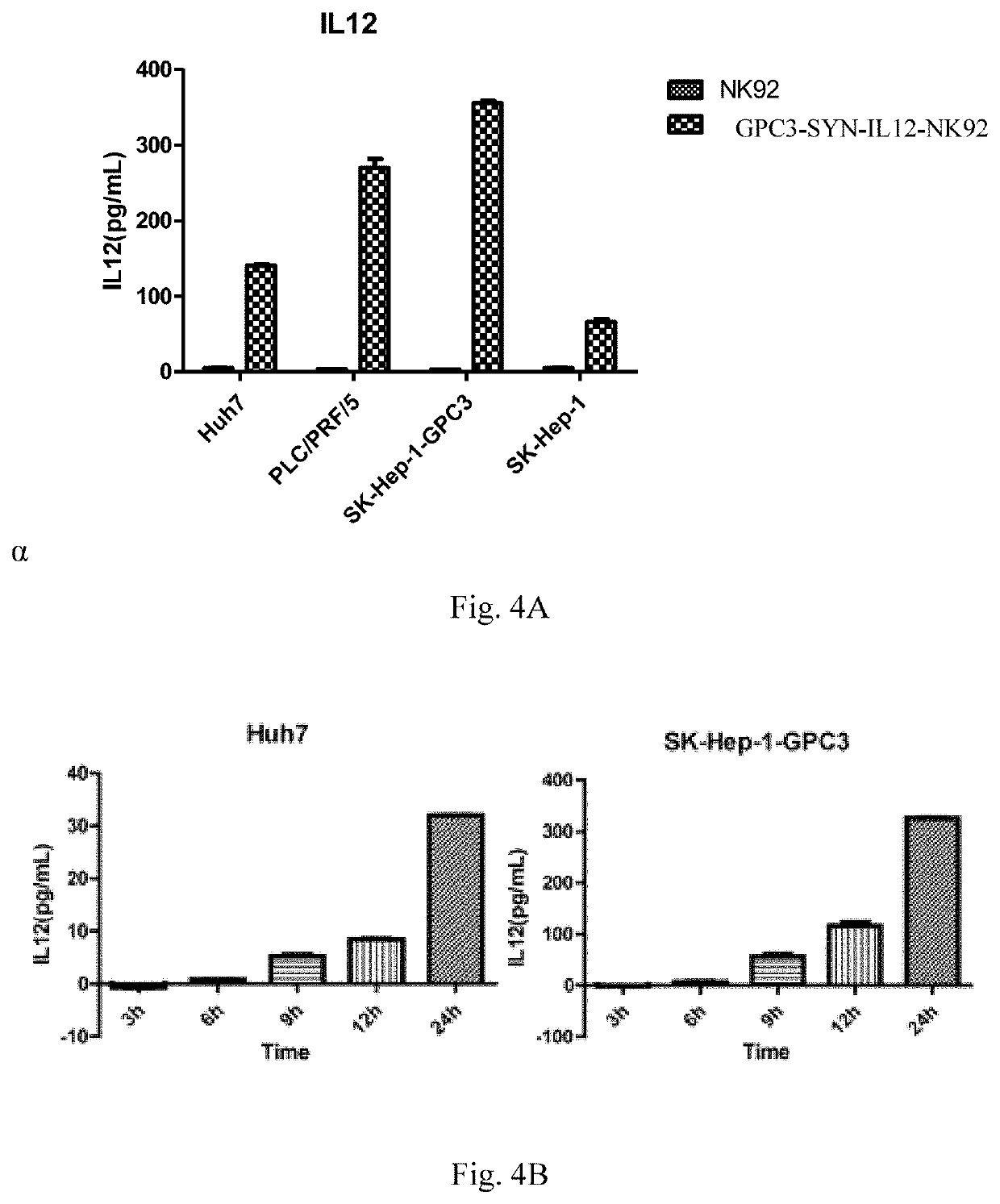 Synnotch receptor-regulated expression of il12