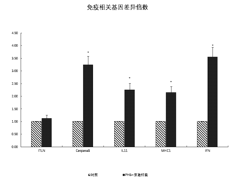 Compound probiotic preparation for preventing and treating gill hemorrhagic disease of carassius auratus gibelio and preparation method thereof