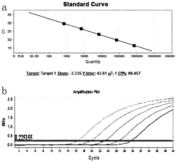 Primer and kit for detecting duck type-II adenovirus