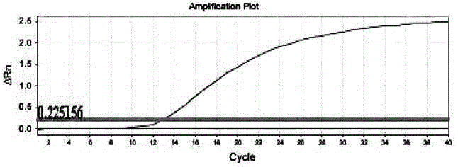 Primer and kit for detecting duck type-II adenovirus