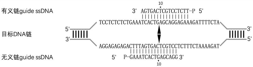 Nucleic acid detection method based on prokaryotic argonaute protein and its application