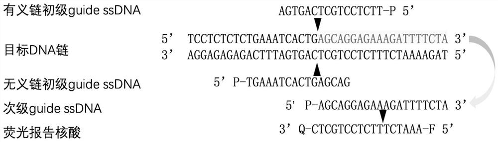 Nucleic acid detection method based on prokaryotic argonaute protein and its application