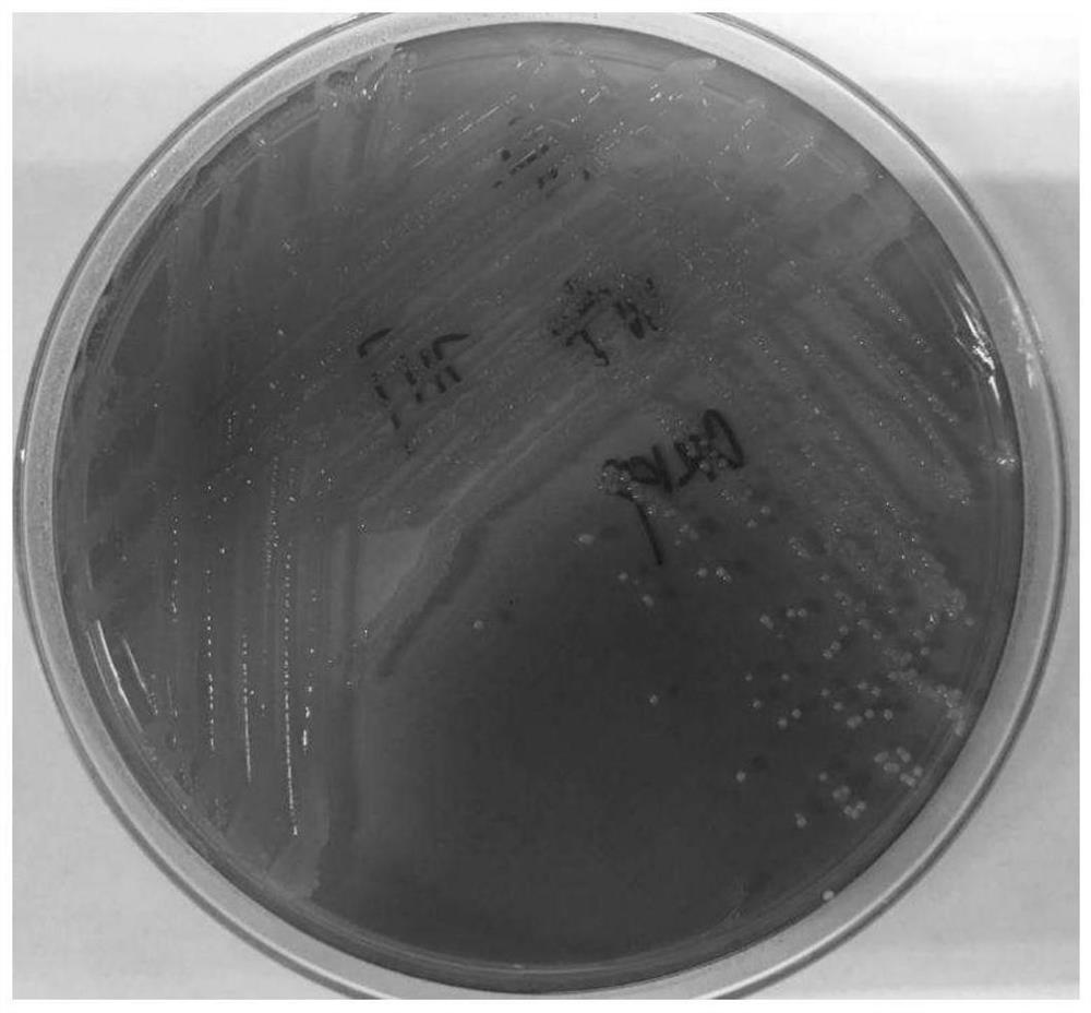 Chromogenic medium of carbapenem resisting klebsiella