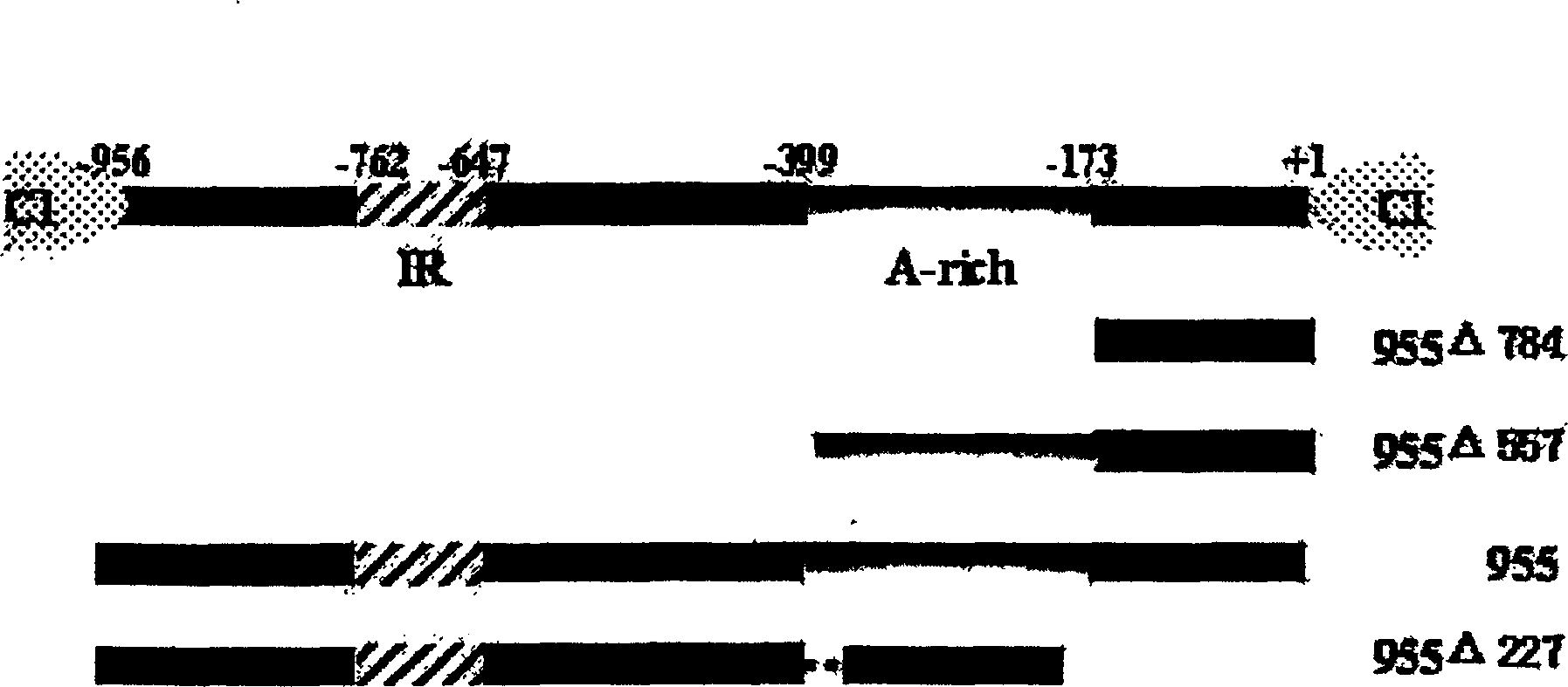 Phloem specific expressing promoter