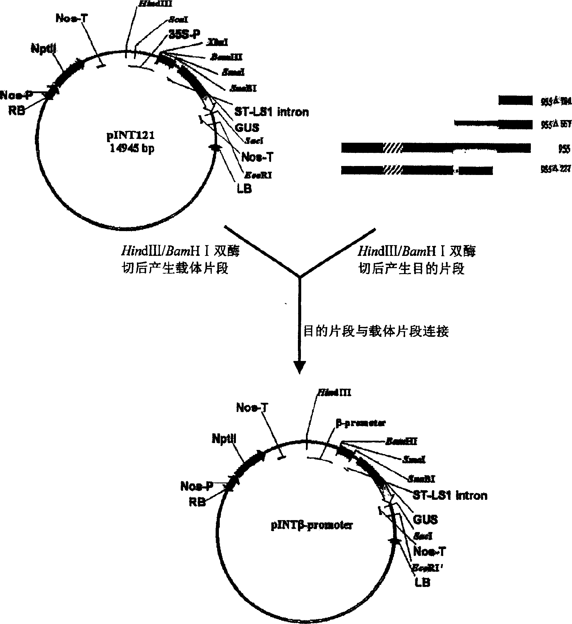 Phloem specific expressing promoter