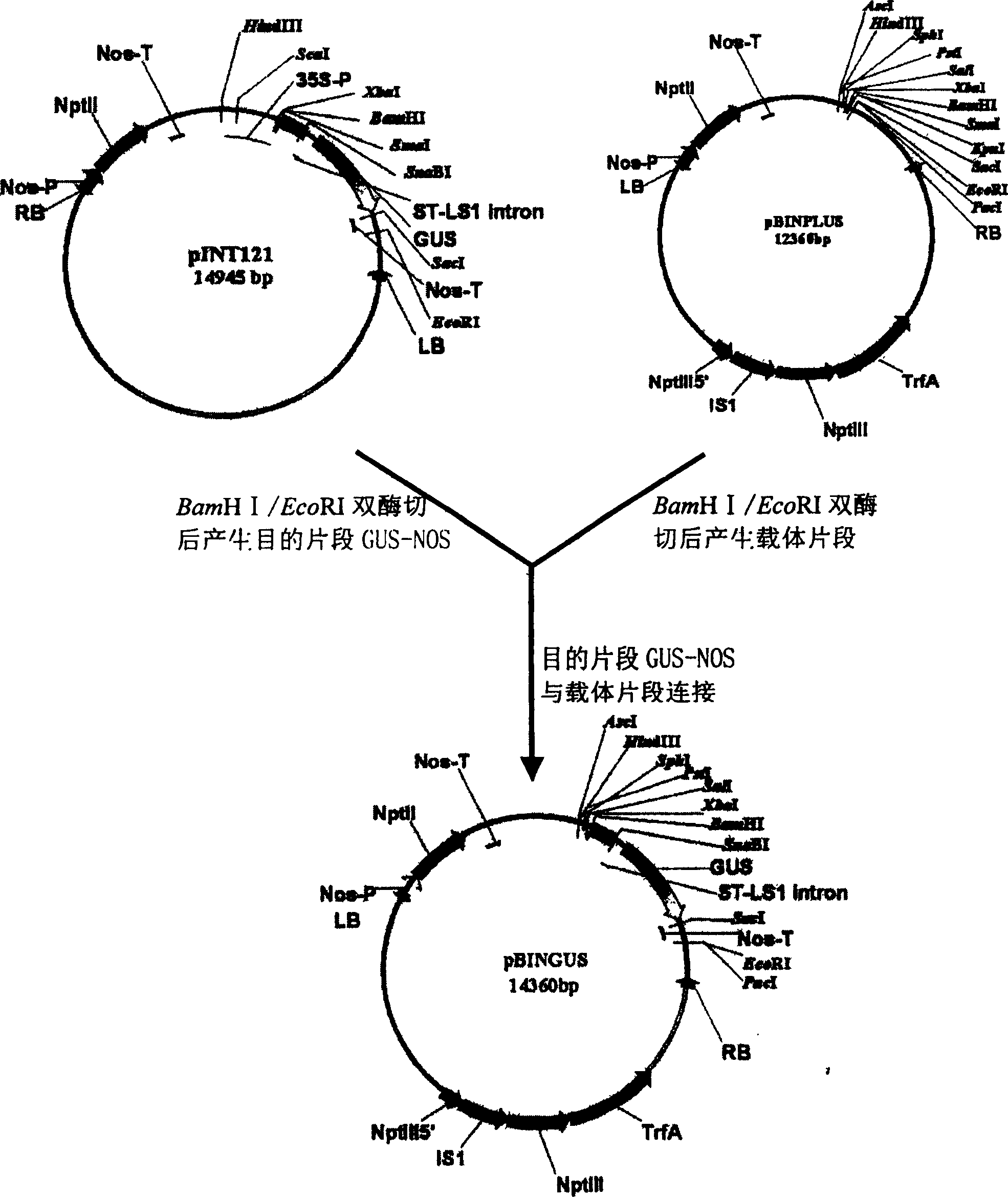 Phloem specific expressing promoter