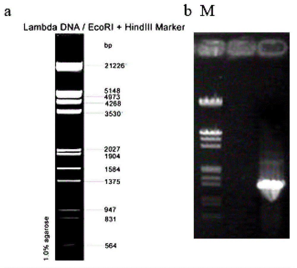 Wheat leaf developmental gene TaWRKY76 and application thereof