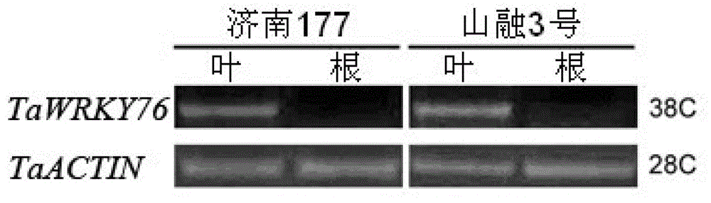 Wheat leaf developmental gene TaWRKY76 and application thereof