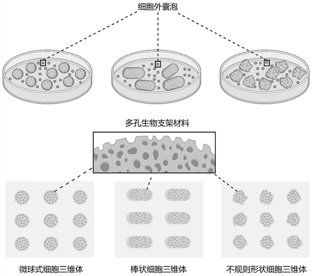 Method for efficiently producing extracellular vesicles