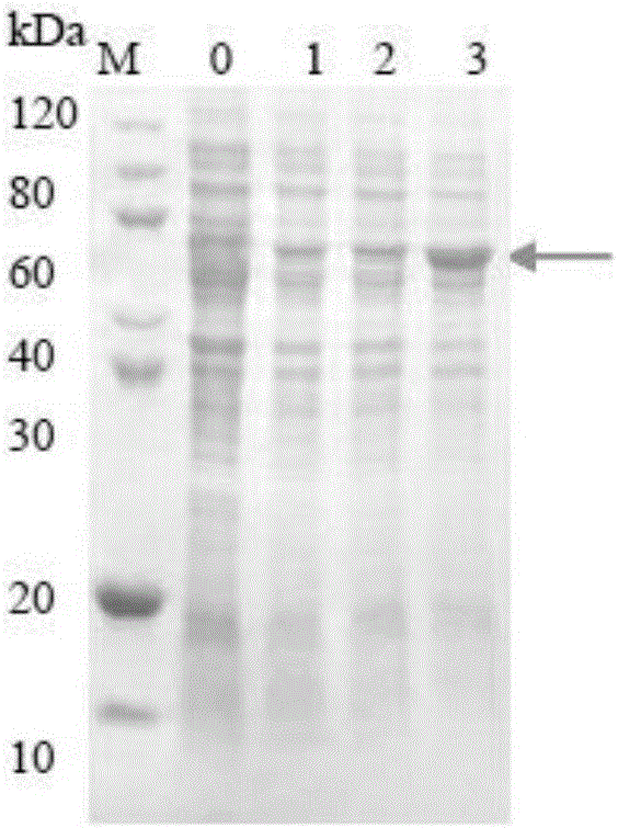 Fused protein as well as preparation method and application thereof