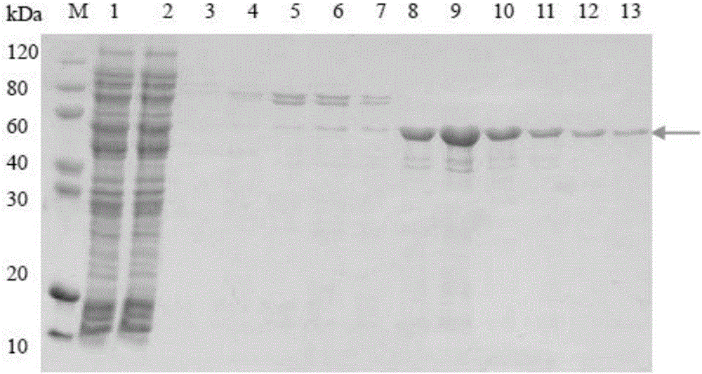 Fused protein as well as preparation method and application thereof