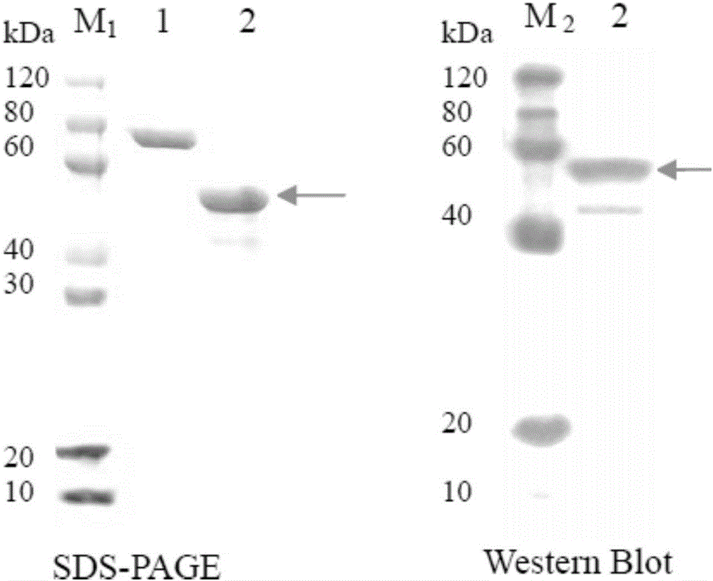 Fused protein as well as preparation method and application thereof