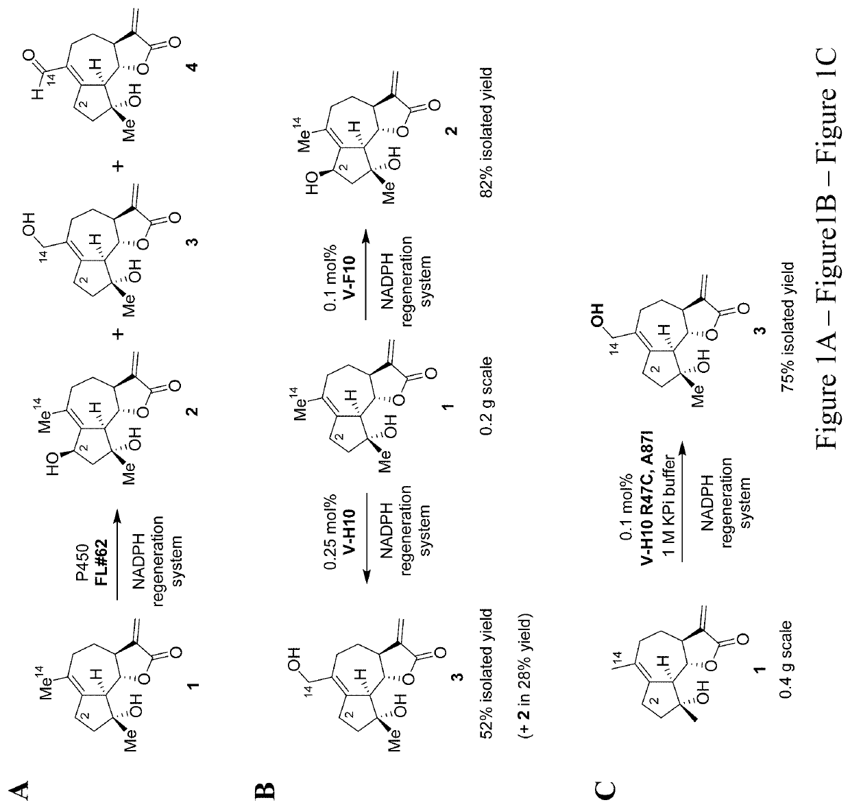 Micheliolide derivatives, methods for their preparation and their use as anticancer and antiinflammatory agents