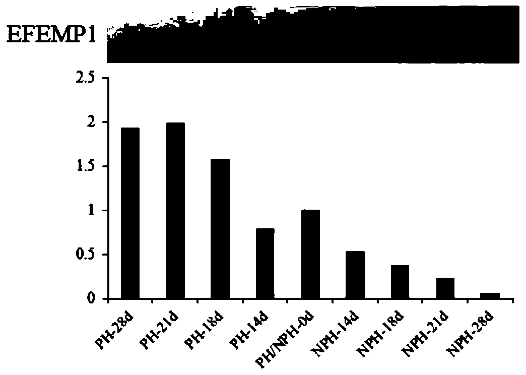 A kind of differential protein in the serum of dairy cows in early pregnancy stage and its application