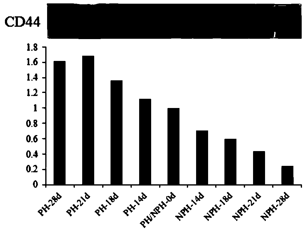 A kind of differential protein in the serum of dairy cows in early pregnancy stage and its application