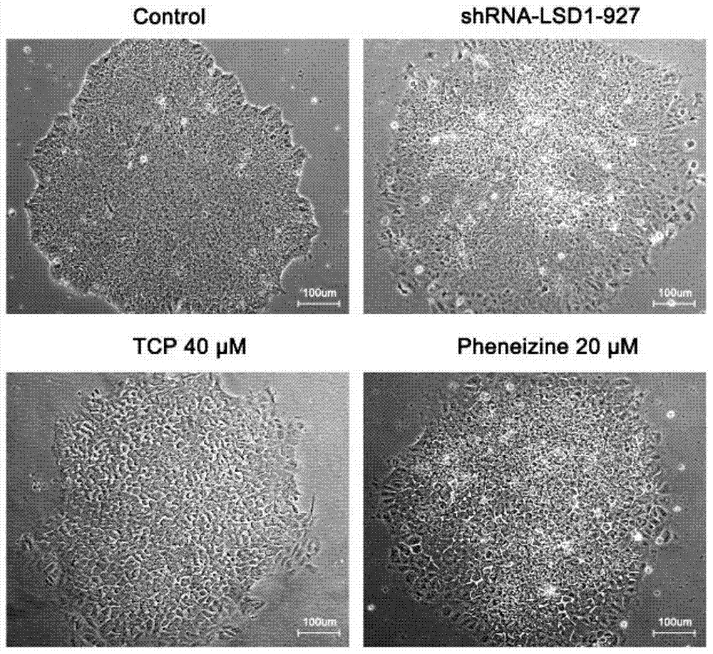 Method for inducing directional differentiation of human induced pluripotent stem cells into pancreatic cells