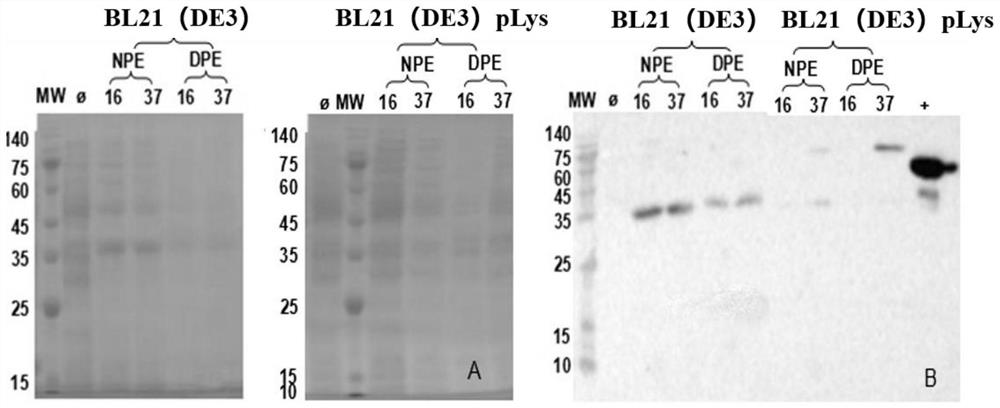 Preparation method of multi-copy golden pomfret flavor peptide, expression vector and recombinant bacteria