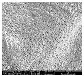 Method for preparing polymer porous membrane without solvent