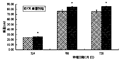 Composite microbial inoculum with growth-promoting and yield-increasing effects on capsicum and application thereof