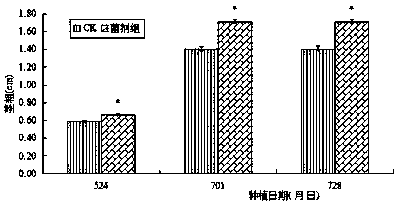 Composite microbial inoculum with growth-promoting and yield-increasing effects on capsicum and application thereof