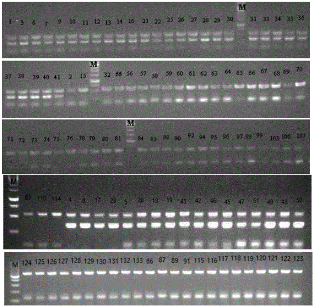 Co-dominance InDel molecular marker for identifying single embryo and multiple embryos of citrus and application thereof