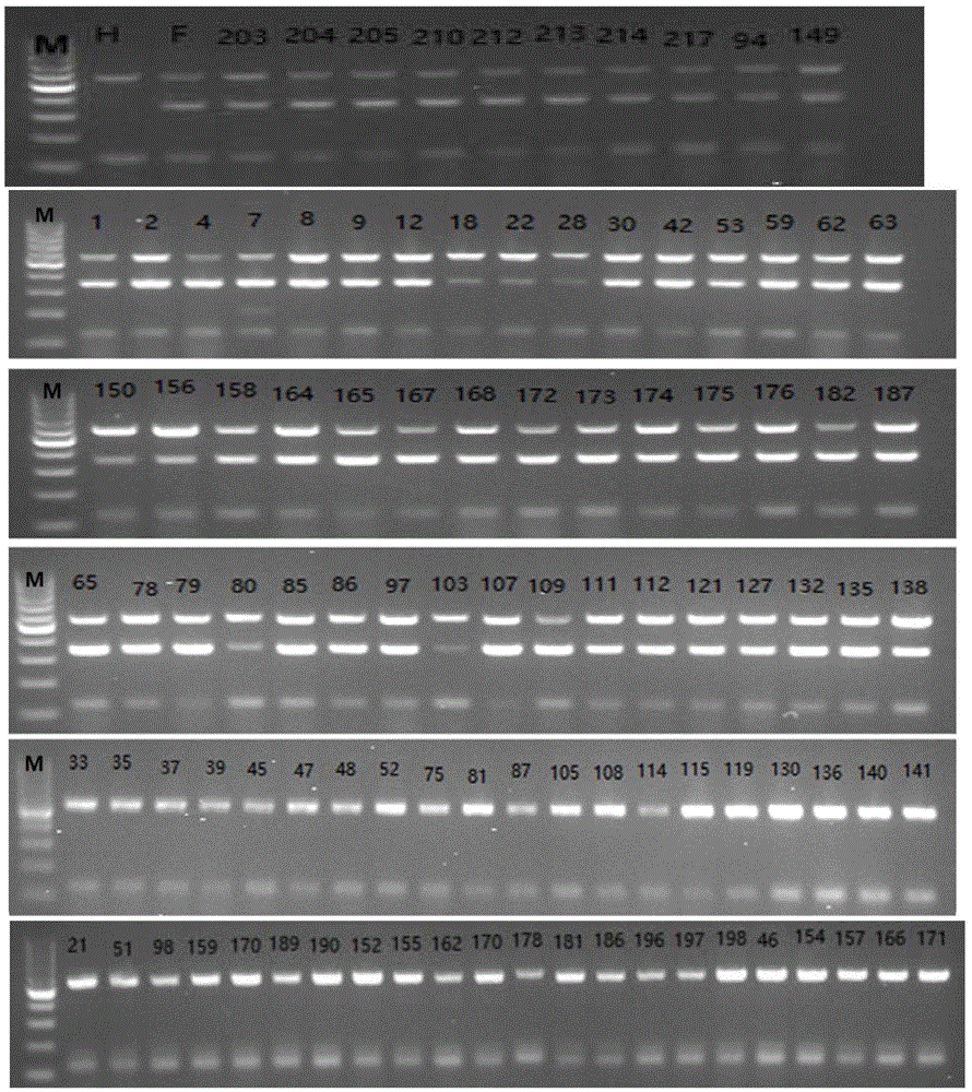 Co-dominance InDel molecular marker for identifying single embryo and multiple embryos of citrus and application thereof