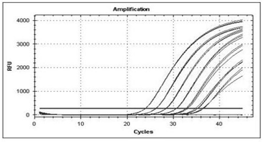 Method for detecting content of herbicide-resistant transgenic soybean J12 through real-time fluorescent quantitative PCR