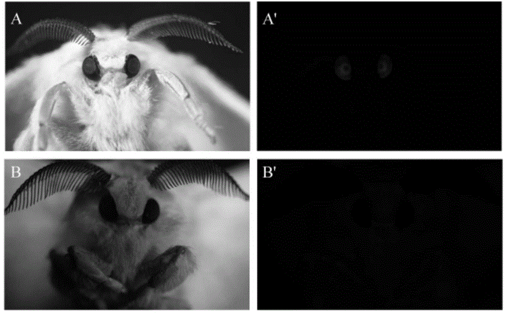 Target sequence suitable for transgene fixed point insertion of silkworm W-chromosome and locus and application thereof