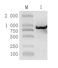 Dirofilaria immitis enzyme-linked immunosorbent assay (ELISA) kit and preparation method thereof