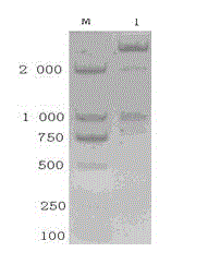 Dirofilaria immitis enzyme-linked immunosorbent assay (ELISA) kit and preparation method thereof