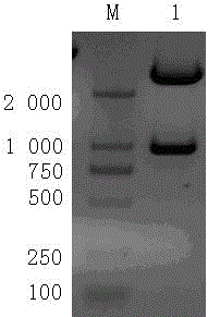 Dirofilaria immitis enzyme-linked immunosorbent assay (ELISA) kit and preparation method thereof