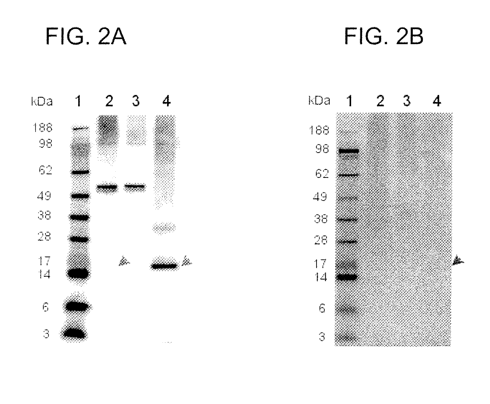 Canine Thymic Stromal Lymphopoietin Protein and Uses Thereof