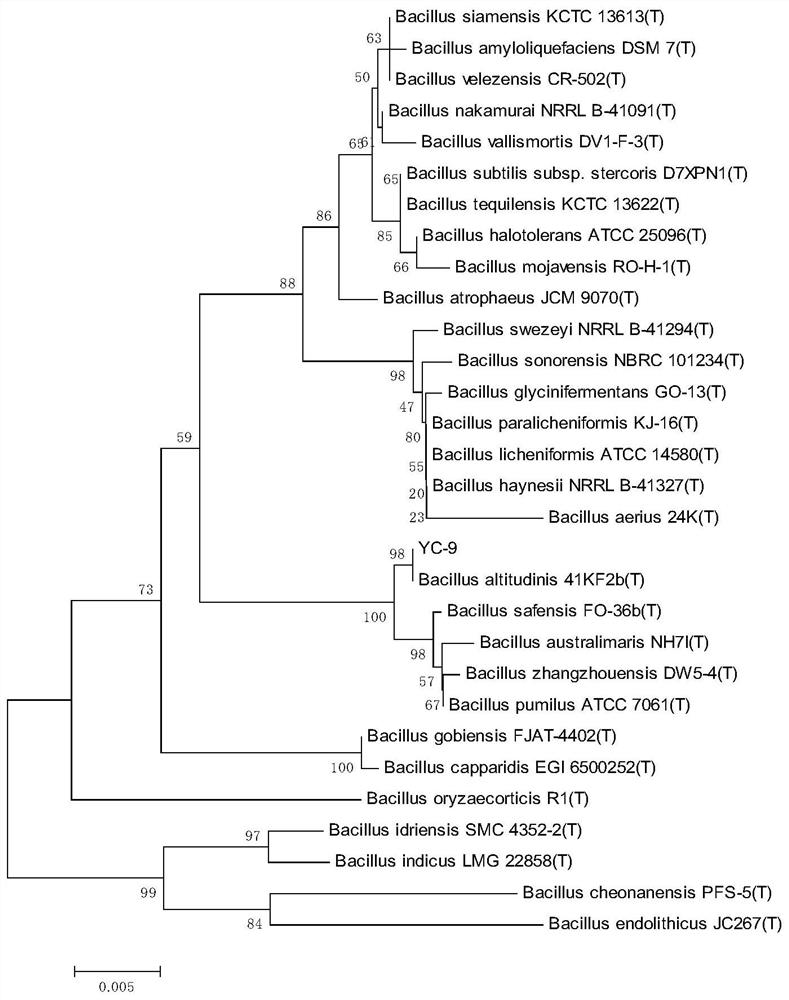 Bacillus altitudinis and application thereof to prevention and control of cigar fermentation mildew