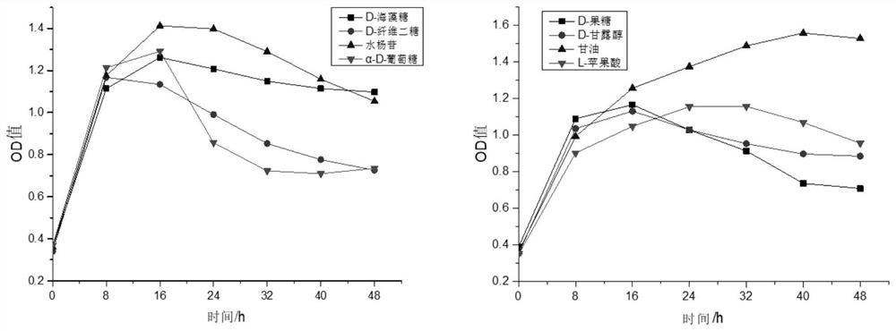 Bacillus altitudinis and application thereof to prevention and control of cigar fermentation mildew