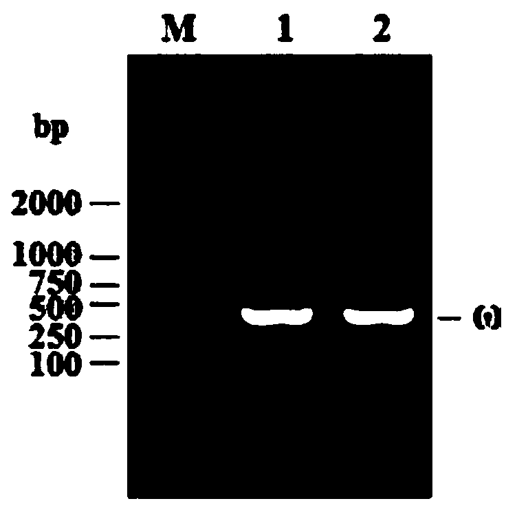 Cat interferon omega, and preparation method and antiviral application thereof