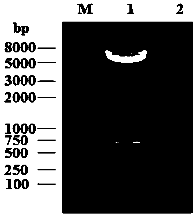 Cat interferon omega, and preparation method and antiviral application thereof