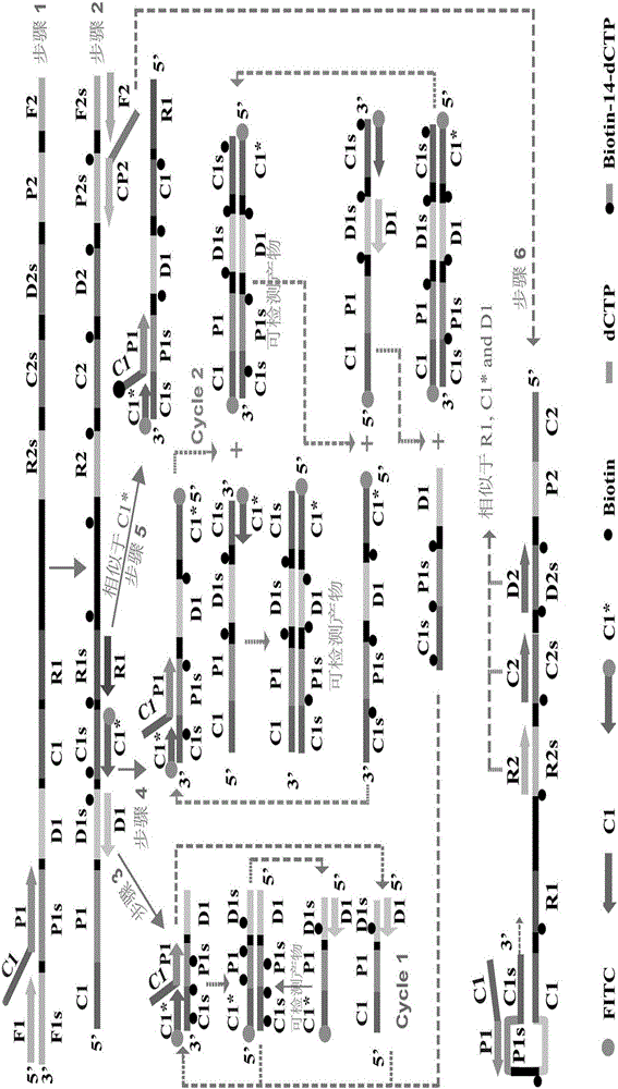 Multiple cross isothermal amplification method implemented by aid of AUDG [Antarctic thermal sensitive uracil-DNA (deoxyribonucleic acid)-glycosylase] coupled with self-avoiding molecular recognition systems