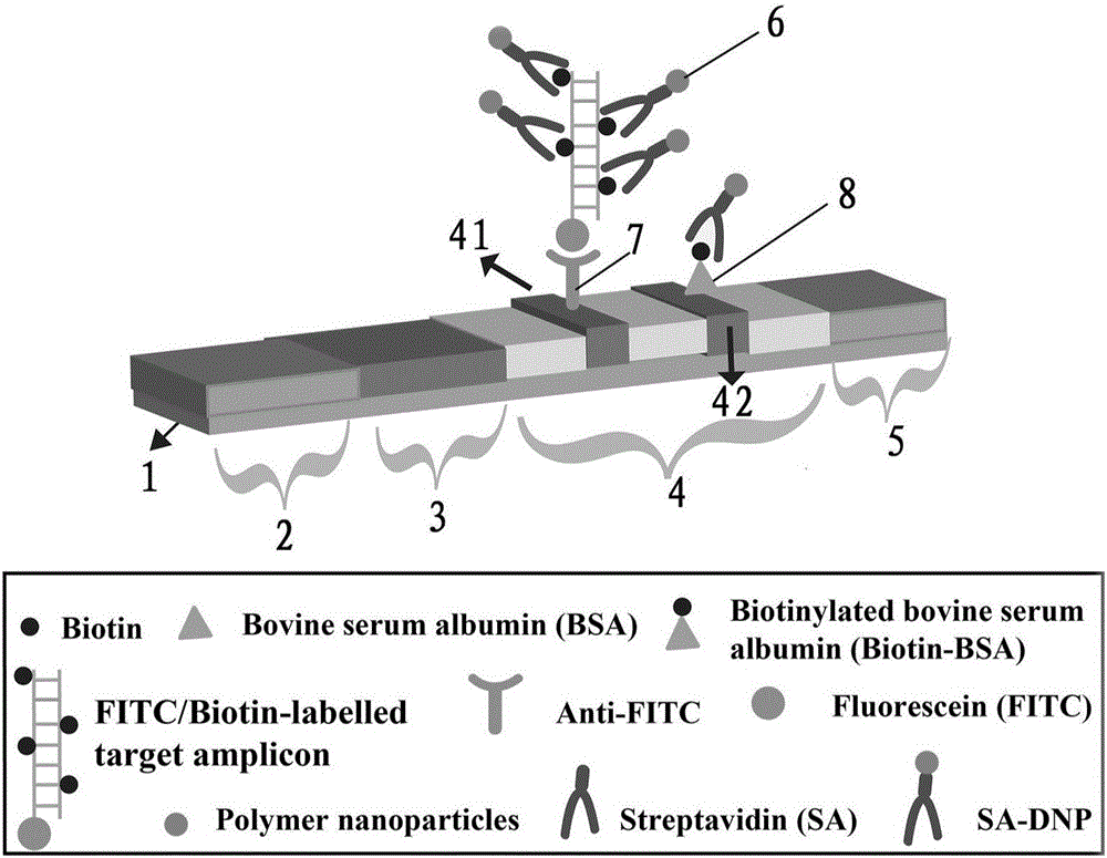 Multiple cross isothermal amplification method implemented by aid of AUDG [Antarctic thermal sensitive uracil-DNA (deoxyribonucleic acid)-glycosylase] coupled with self-avoiding molecular recognition systems