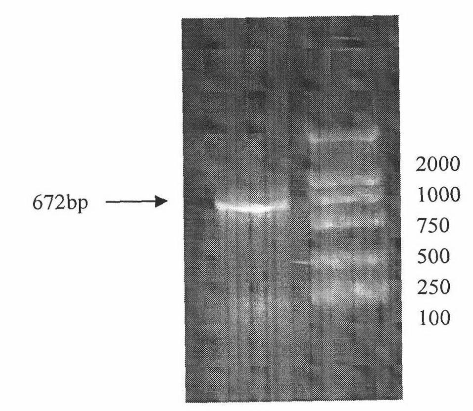 Recombinant bacillus calmette-guerin vaccine secreting bacteria resuscitation somatomedin and application thereof