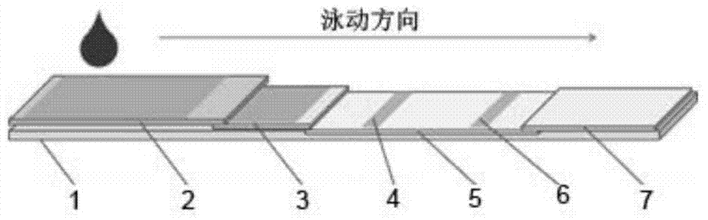 Quantitative-detection test paper strip for 25-hydroxyvitamin D and application of quantitative-detection test paper strip