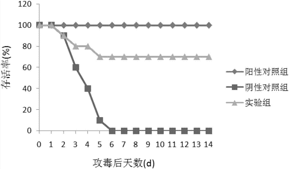 Streptococcus zooepidemicus protective antigen Sec_205 and preparation method thereof