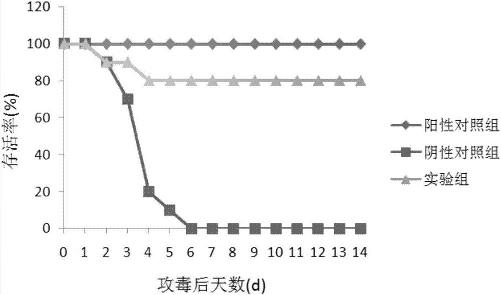 Streptococcus zooepidemicus protective antigen Sec_205 and preparation method thereof