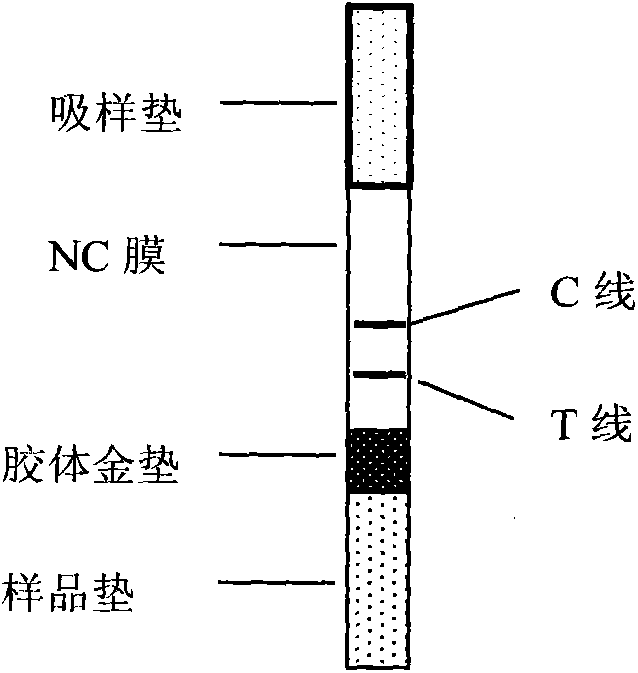 Quick quantitative detecting device and method for simultaneously detecting human brain natriuretic peptides and N-terminal pro-brain natriuretic peptides