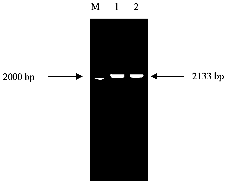 Anti-chicken infectious bursal disease recombinant protein subunit vaccine