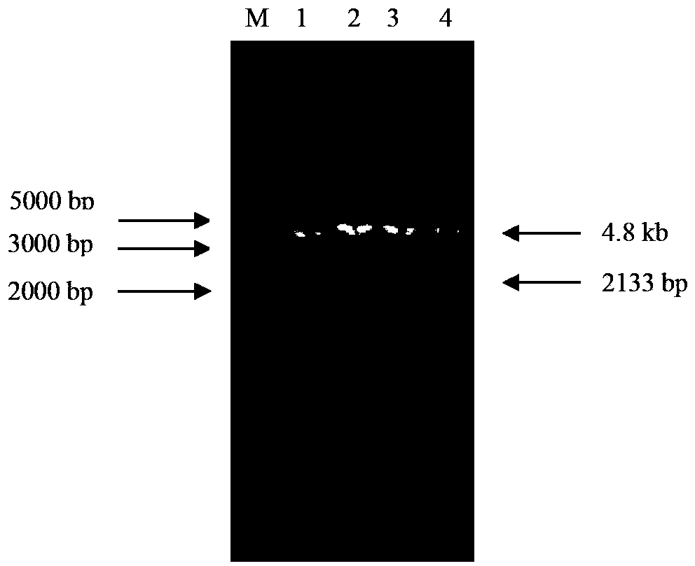 Anti-chicken infectious bursal disease recombinant protein subunit vaccine